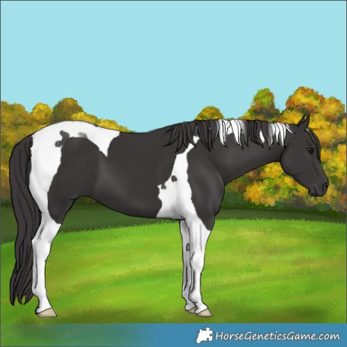 Horse Color:Smoky Black Tobiano