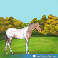 Horse Color:Watercolor Bay Dun Tobiano Appaloosa 