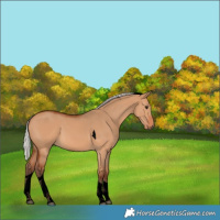 Horse Color:Void Silver Bay Dun Tobiano