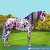 Horse Color:Void Watercolor White Spotted Bay Dun Splash and Watercolor Brown Dun Splash Tobiano