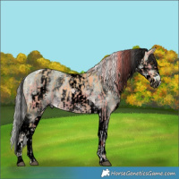 Horse Color:Buckskin Dun Tobiano  and Void Watercolor White Spotted Palomino Dun Splash 