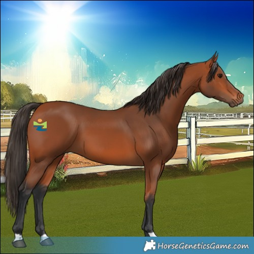 Horse Color:Bay 