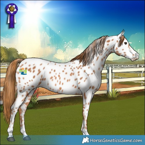 Horse Color:Chestnut Near Leopard Rabicano 