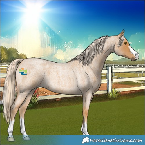Horse Color:Palomino Roan 