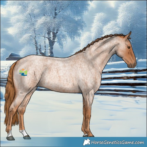 Horse Color:Red Roan 