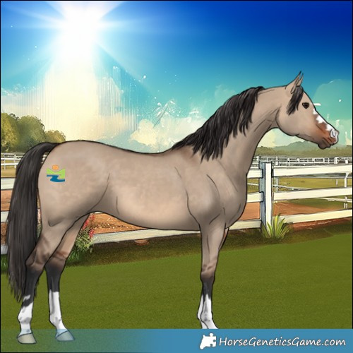 Horse Color:Brown Dun 