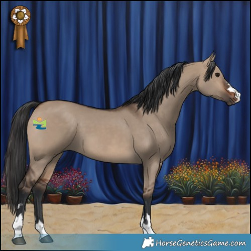 Horse Color:Brown Dun 