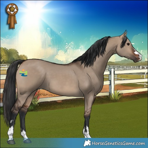 Horse Color:Brown Dun 