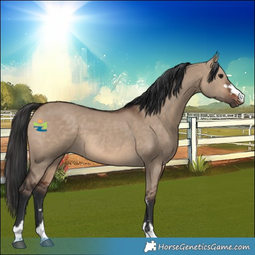 Horse Color:Brown Dun 