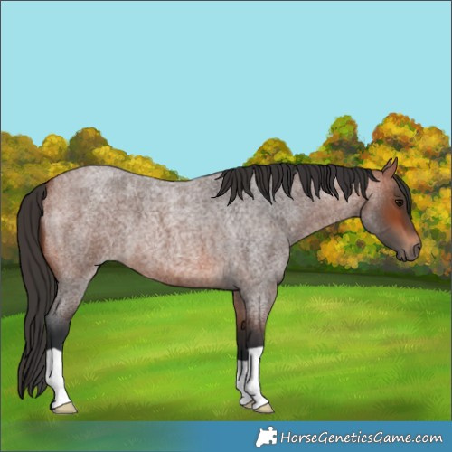 Horse Color:Bay Roan 