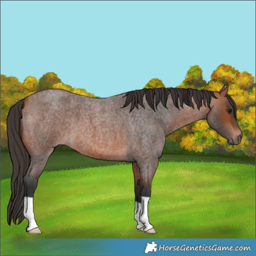 Horse Color:Bay Roan 