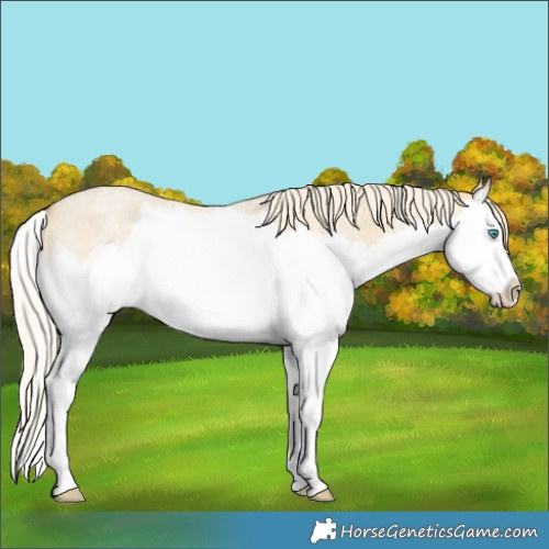Horse Color:Gold Cream Champagne Roan Dun Splash 