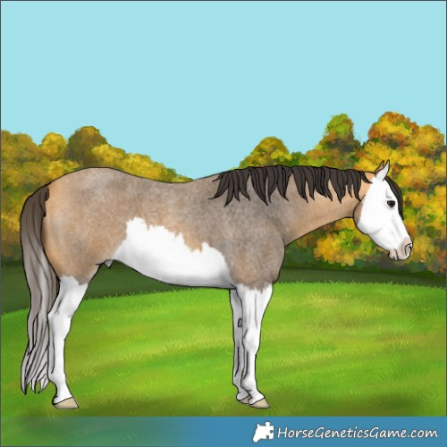 Horse Color:Buckskin Roan Splash 