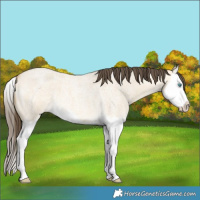 Horse Color:Amber Cream Champagne Roan Dun Splash 
