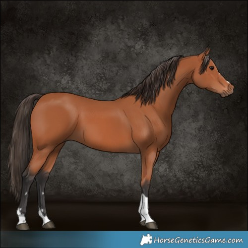 Horse Color:Bay Tobiano