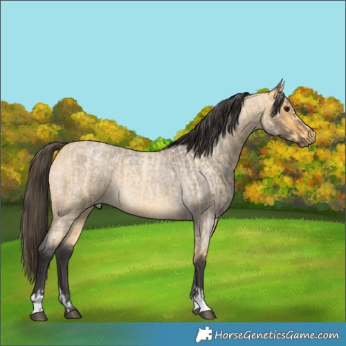 Horse Color:Buckskin Roan Tobiano  and Buckskin Roan 