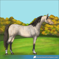 Horse Color:Buckskin Roan Tobiano and Buckskin Roan