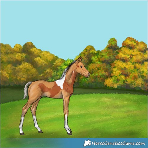Horse Color:Bay Tobiano  and Silver Buckskin 