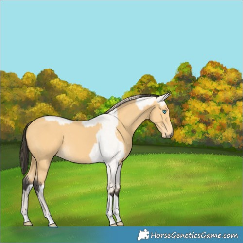 Horse Color:Perlino Roan Dun  and Buckskin Tobiano 