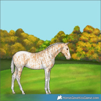 Horse Color:Silver Buckskin Sabino Tobiano and Silver Perlino Roan Splash