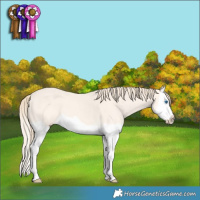 Horse Color:Perlino Dun Splash 