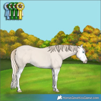 Horse Color:Smoky Creme Dun Splash 