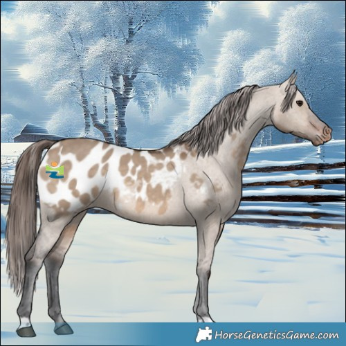 Horse Color:Brown Dun Appaloosa 