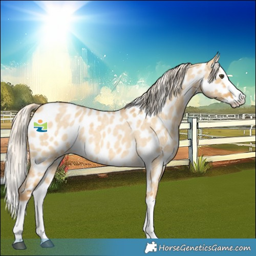 Horse Color:Palomino Roan Dun Splash Near Leopard 