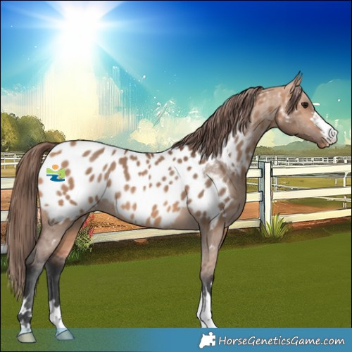 Horse Color:Bay Dun Near Leopard 