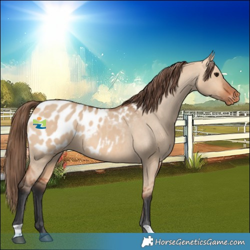 Horse Color:Bay Dun Blanket 