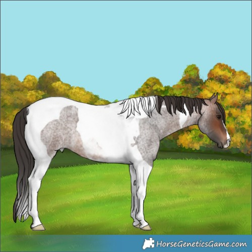 Horse Color:Brown Roan Tobiano 