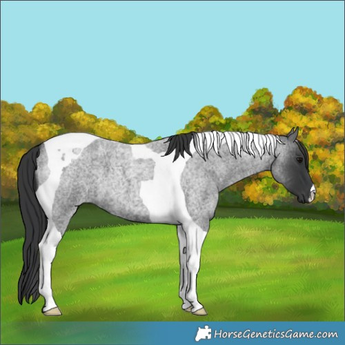 Horse Color:Blue Roan Tobiano 