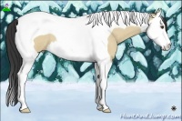 Horse Color:Buckskin Roan Dun Splash Tobiano 