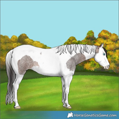 Horse Color:Brown Roan Splash Tobiano 
