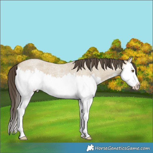 Horse Color:Classic Cream Champagne Roan Dun Splash 