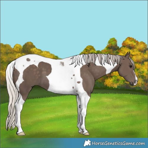 Horse Color:Silver Black Tobiano 