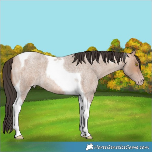 Horse Color:Amber Champagne Roan Tobiano 