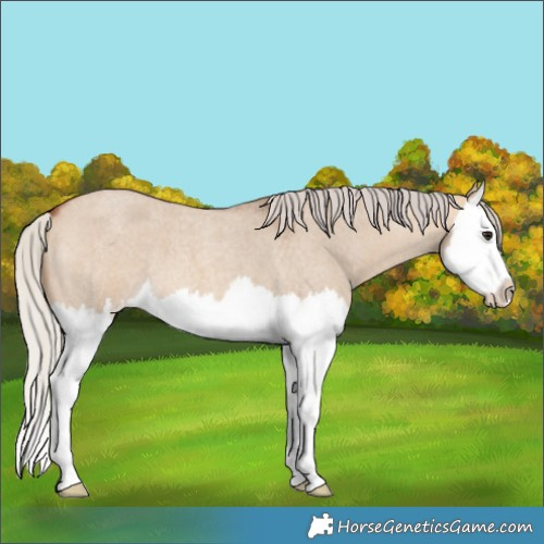 Horse Color:Silver Bay Roan Dun Splash