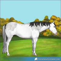 Horse Color:Grullo Roan Splash