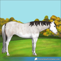 Horse Color:Brown Roan Dun Splash