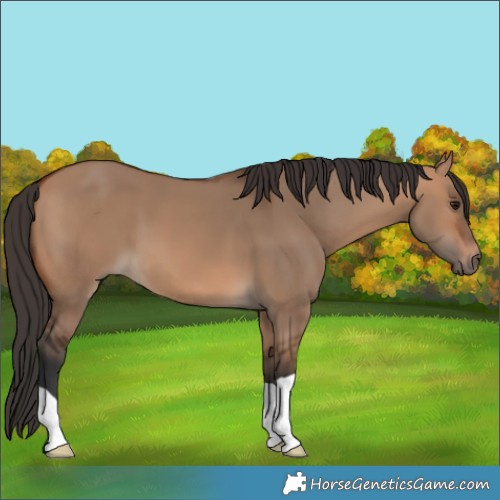 Horse Color:Bay Dun 