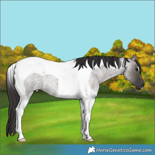 Horse Color:Smoky Grullo Roan Tobiano
