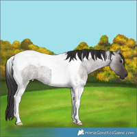 Horse Color:Smoky Grullo Roan Tobiano