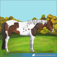 Horse Color:Bay Tobiano