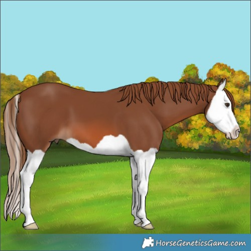 Horse Color:Chestnut Splash 
