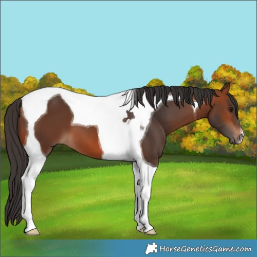 Horse Color:Bay Tobiano
