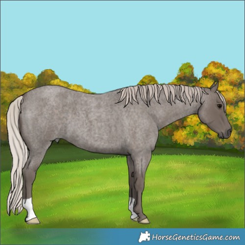 Horse Color:Silver Blue Roan