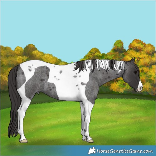 Horse Color:Smoky Blue Roan Tobiano 
