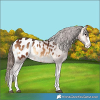 Horse Color:Bay Onyx Blanket Rabicano