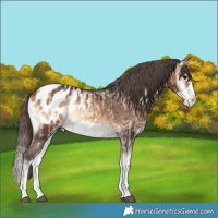 Horse Color:Brown Onyx Splash Blanket Rabicano and Brown Onyx Splash Frame Blanket Rabicano